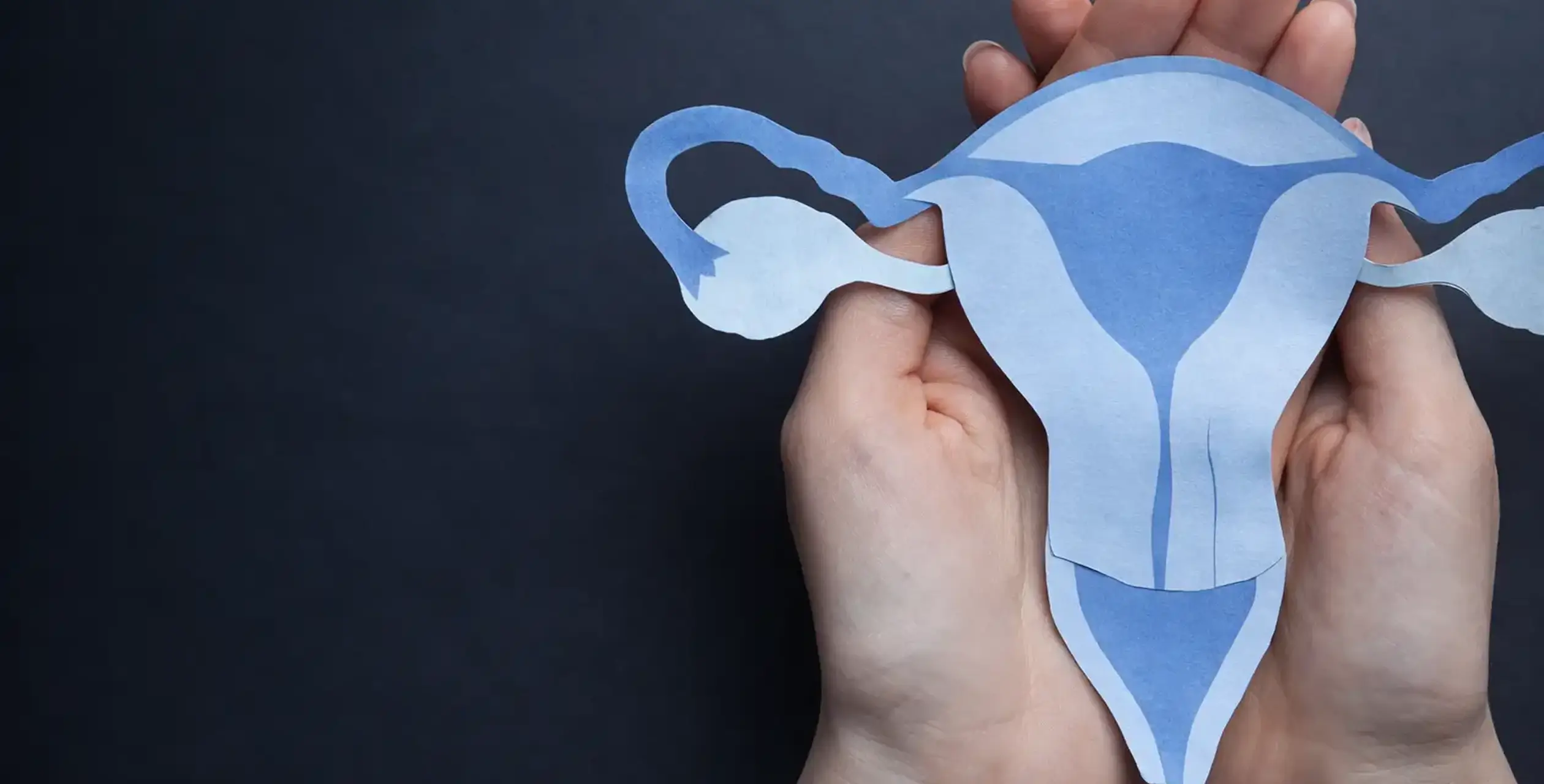 Female reproductive tract