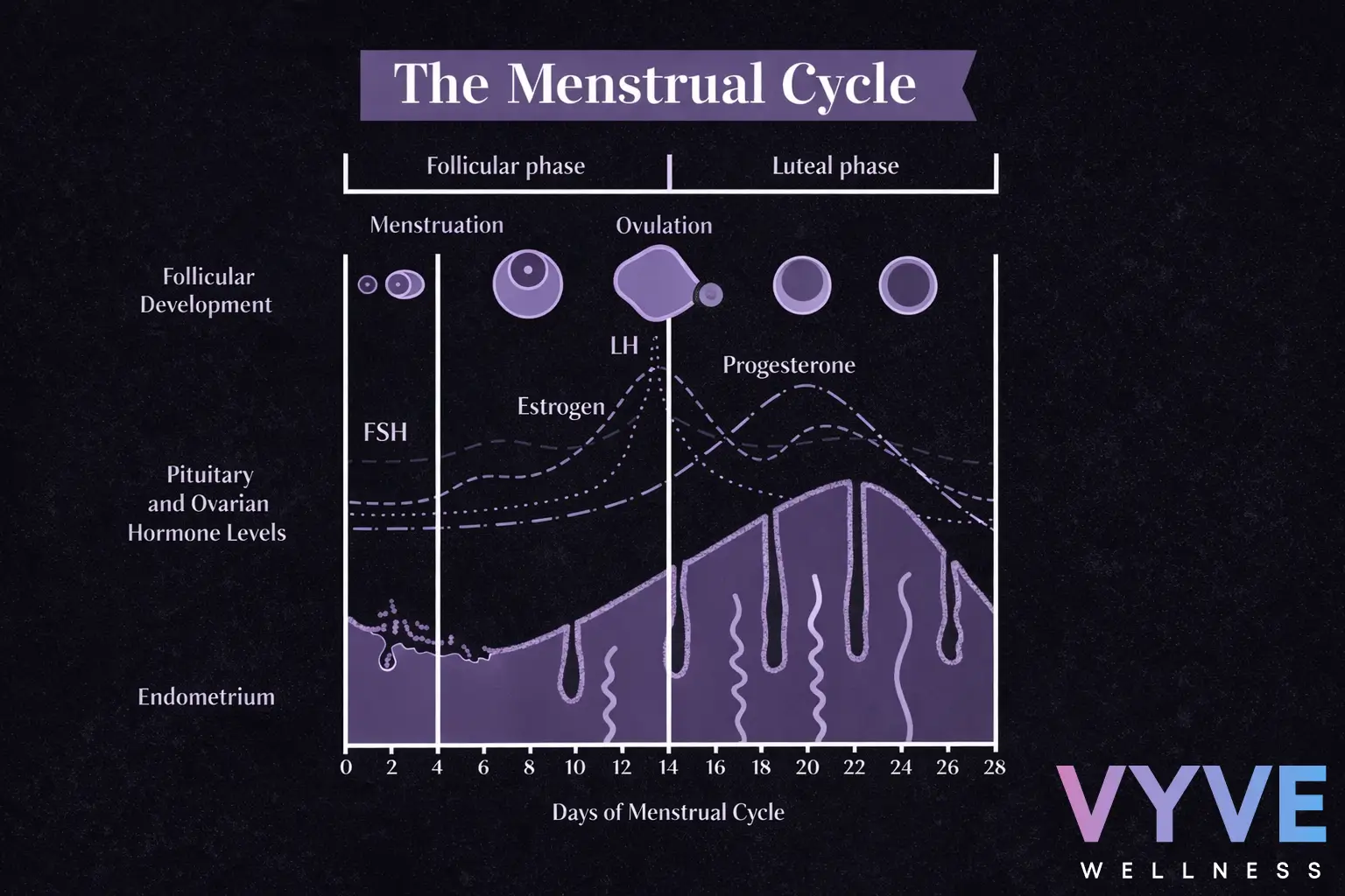 Menstrual cycle graphic showing how your hormones change during the follicular and luteal phase.