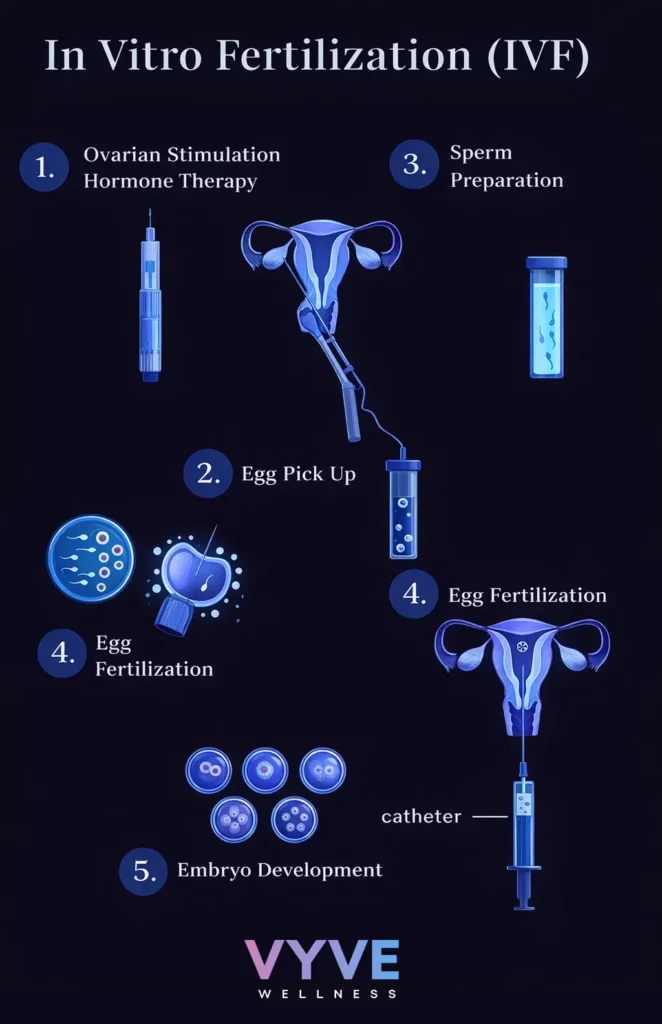 5 Essential Steps of In-Vitro Fertilization