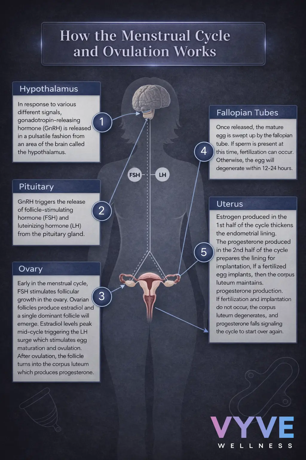 Picture of woman's body showing how ovulation works